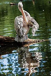 《零：濡鸦之巫女》上架Steam PC配置公布：GTX960畅玩